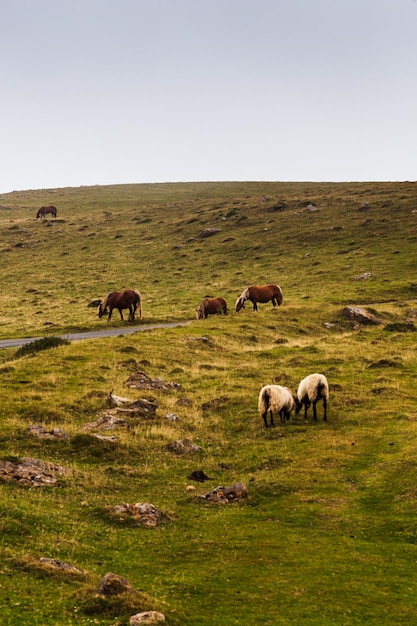 Chevaux et chèvres paissant sur le Camino de Santiago