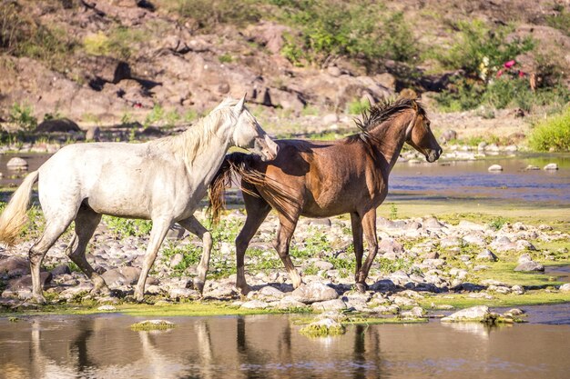 Chevaux courant sur l'eau dans une rivière d'Amérique centrale