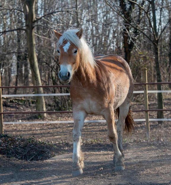 Les chevaux courent librement