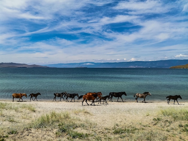 Les Chevaux Courent Le Long De La Rive Du Lac Baikal Olkhon Island Russie