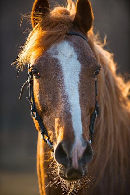 Chevaux dans le champ au coucher du soleil