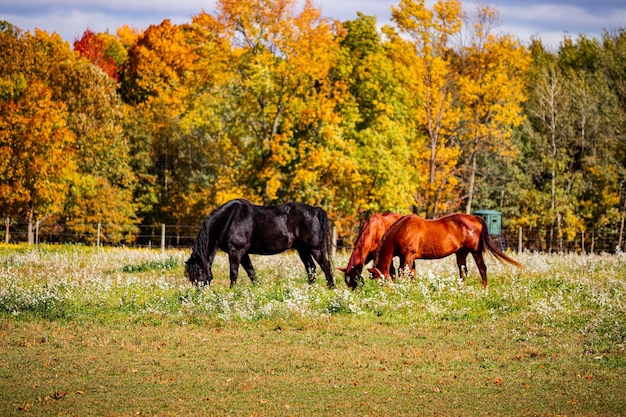 Photo des chevaux dans un champ en automne