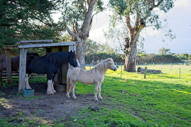 Chevaux dans un champ avec un hangar et un cheval devant