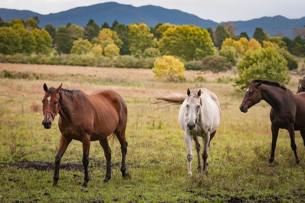 Chevaux dans un champ d'herbe ouverte