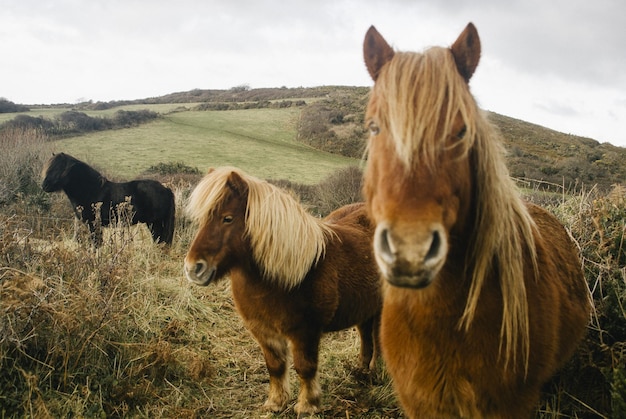 Des chevaux dans un champ