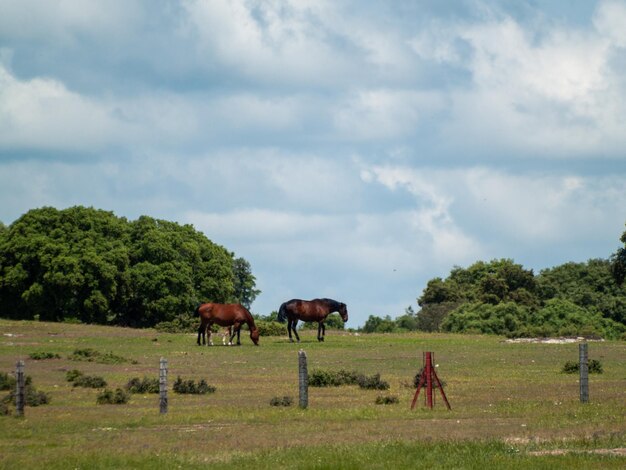 Des chevaux dans un champ