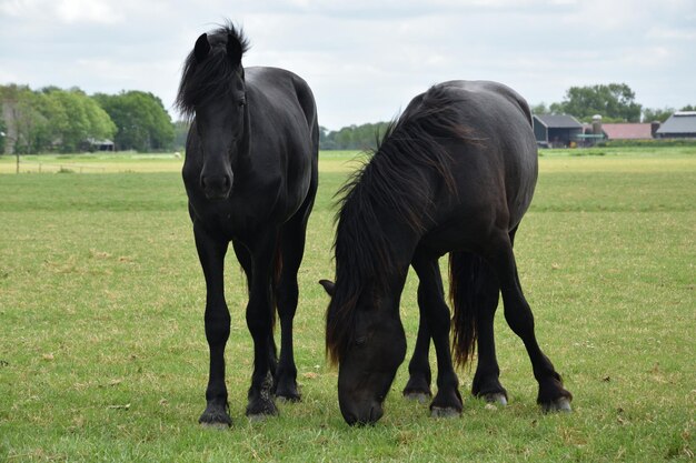 Des chevaux dans un champ