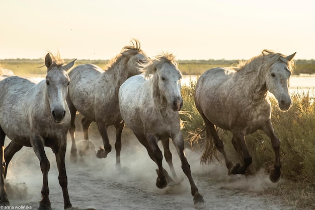 Photo des chevaux dans un champ