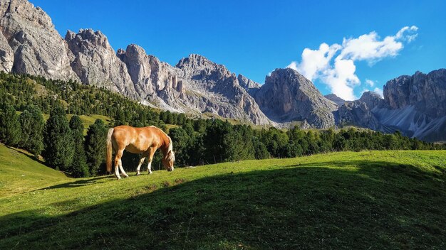 Des chevaux dans un champ