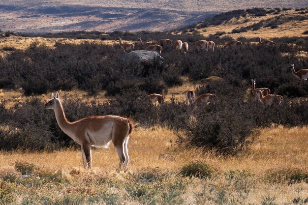 Photo des chevaux dans un champ