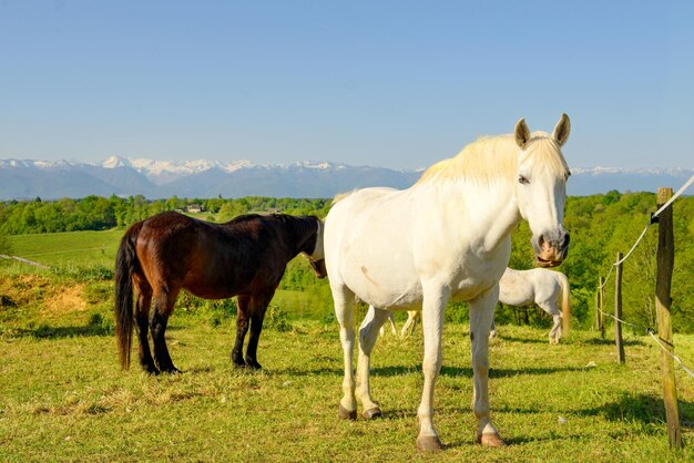 Des chevaux dans un champ