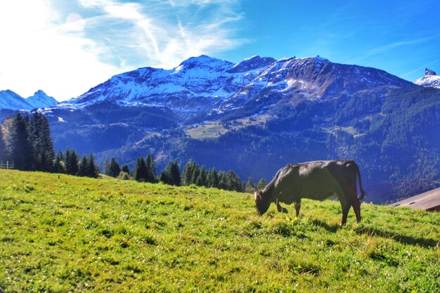 Photo des chevaux dans un champ