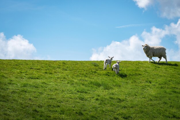 Photo des chevaux dans un champ