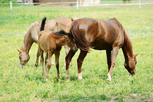 Chevaux dans le champ