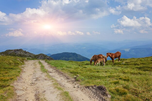 Chevaux dans les contreforts verdoyants