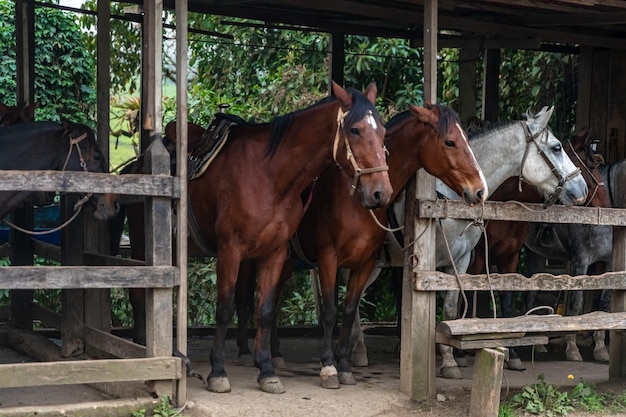 Chevaux dans une écurie dans une ferme