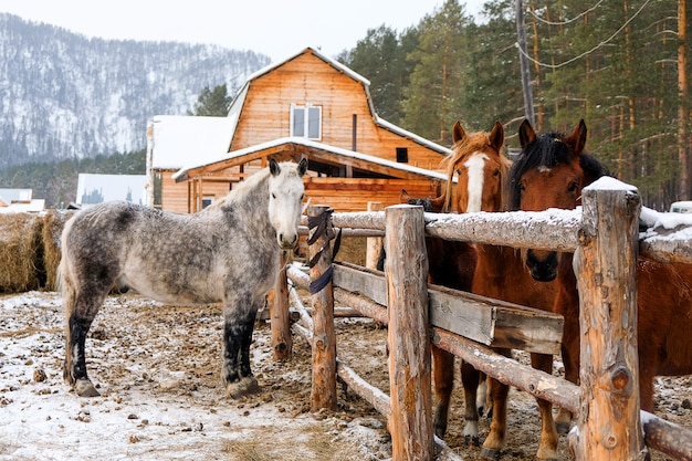 Chevaux dans l&#39;écurie