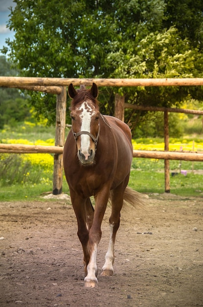 Chevaux dans une ferme équestre