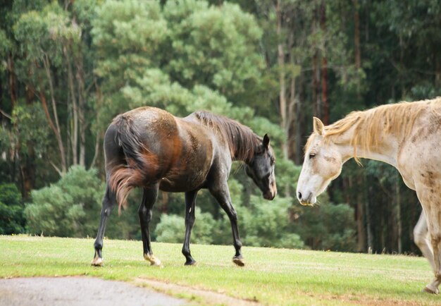 Photo des chevaux dans une ferme