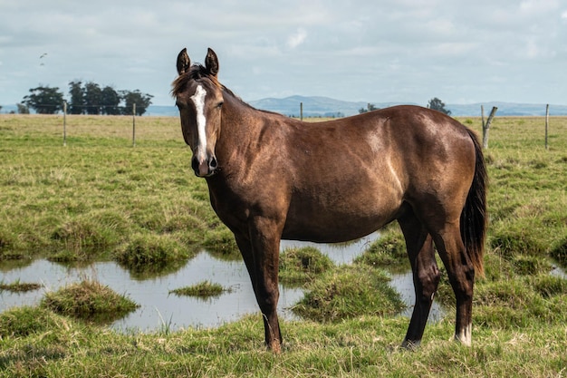 Chevaux dans une ferme