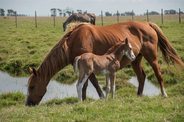 Chevaux dans une ferme