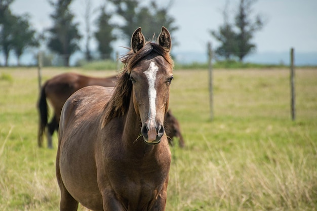 Chevaux dans une ferme