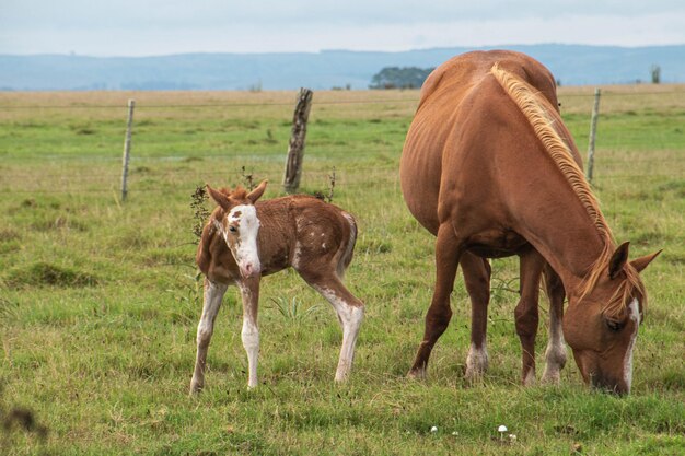 Chevaux dans une ferme