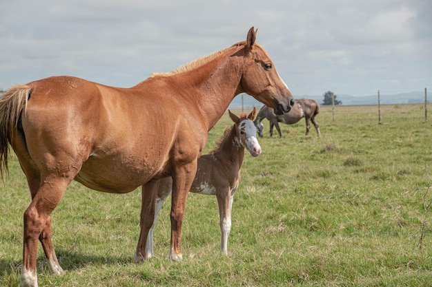 Chevaux dans une ferme