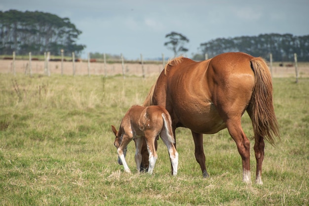 Chevaux dans une ferme