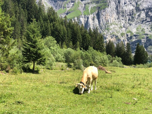 Photo des chevaux dans une forêt