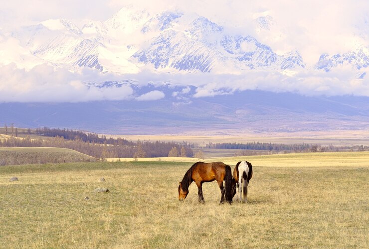 Chevaux dans les montagnes de l'Altaï Animaux de compagnie paissent sur une prairie de printemps dans la steppe de Kurai