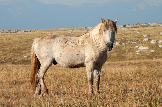 Chevaux dans les montagnes par une journée ensoleillée