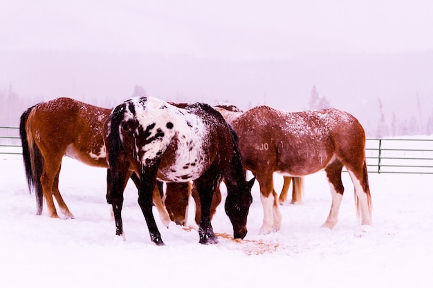 Chevaux dans la neige dans une petite ferme du Colorado.