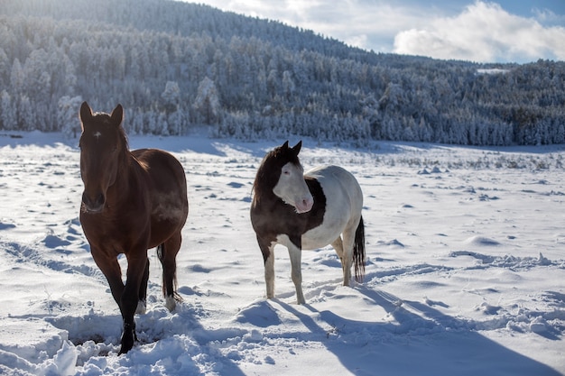 Chevaux dans la neige