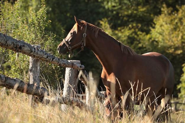 Chevaux dans les pâturages à l'aube, août, Pologne