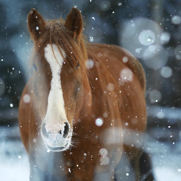 chevaux dans le paysage de givre de champ d'hiver, vacances de noël au ranch