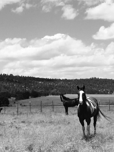 Photo les chevaux dans le paysage rural