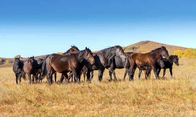 Chevaux dans la prairie