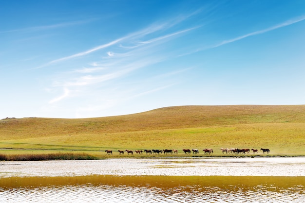 Photo chevaux dans la prairie