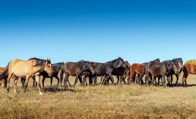 Chevaux dans la prairie