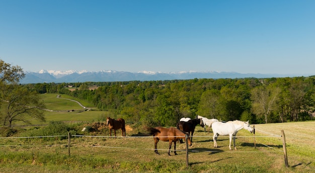 Chevaux dans le pré, montagnes Pyrénées