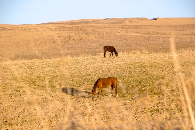 Les chevaux dans le pré se nourrissent d'herbe