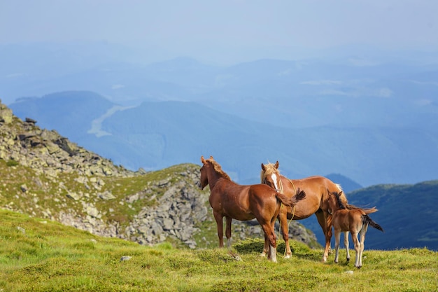 Chevaux dans un pré