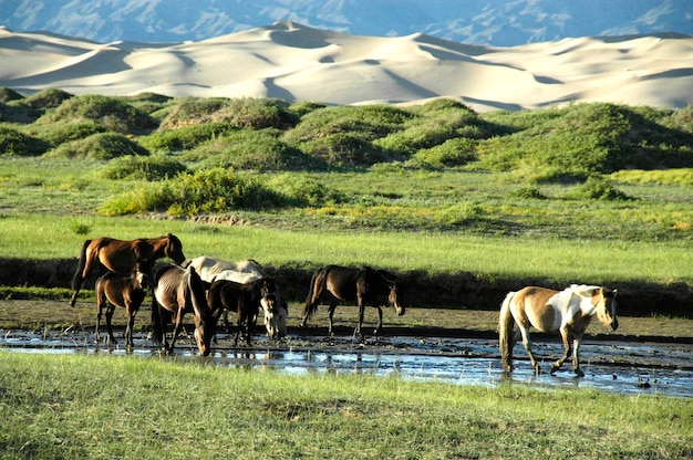 Des chevaux dans une rivière devant des dunes dans le désert de Gobi Khongoryn Els Gurvan Saikhan National Park