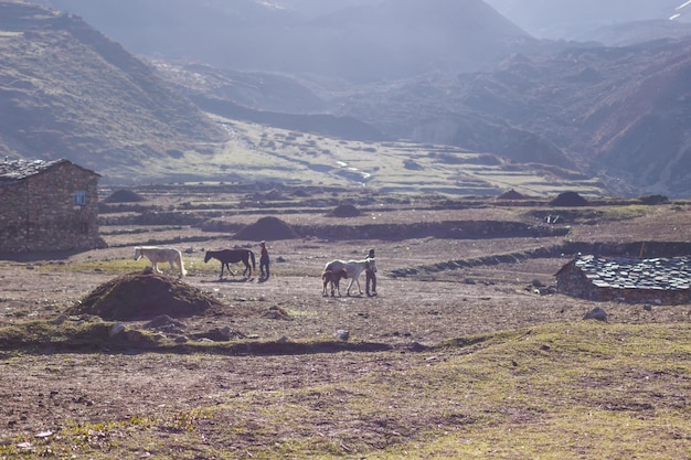 Chevaux dans une vallée de montagne dans la région du Manaslu