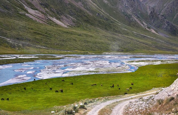 Chevaux dans la vallée de la montagne