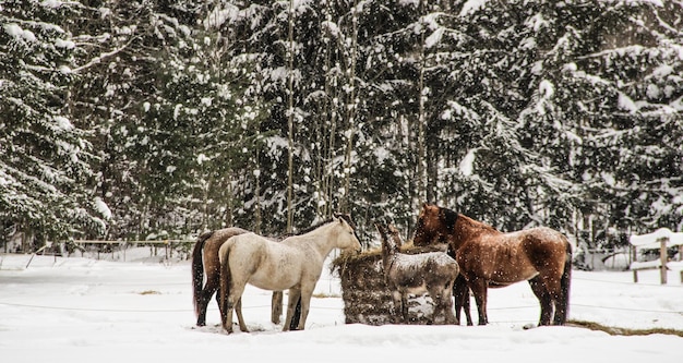 Photo des chevaux debout sur un champ couvert de neige