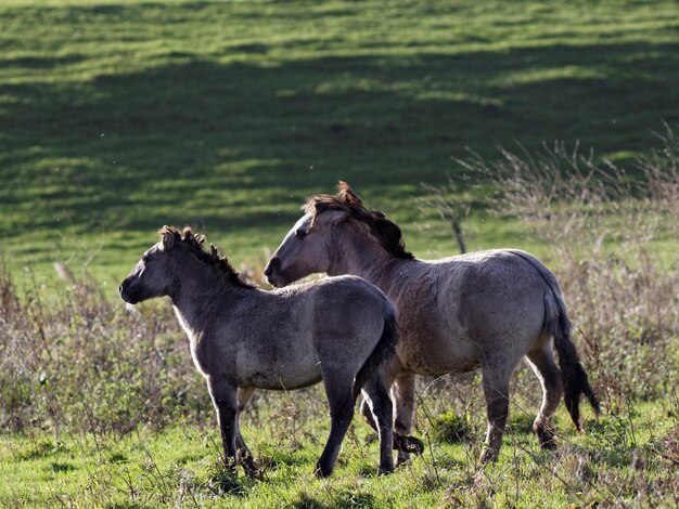 Photo des chevaux debout sur le champ