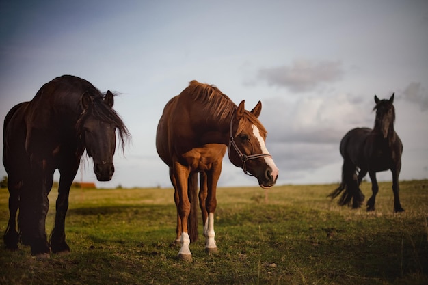 Des chevaux debout dans un champ