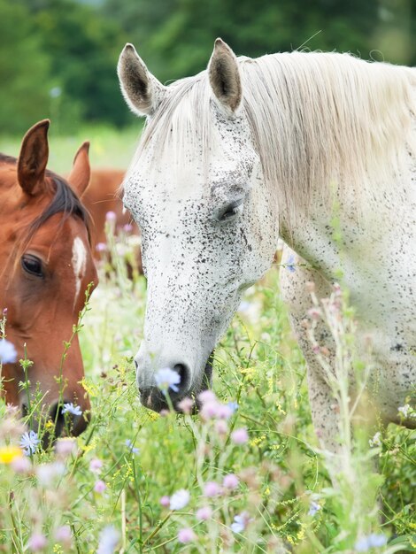 Photo des chevaux debout sur un terrain herbeux